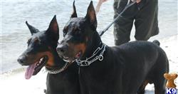 doberman pinscher puppy posted by DobyGuns Kennel